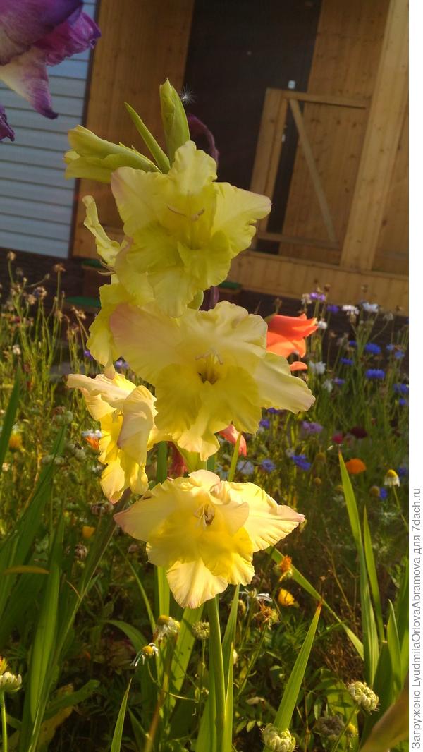 И гладиолус.