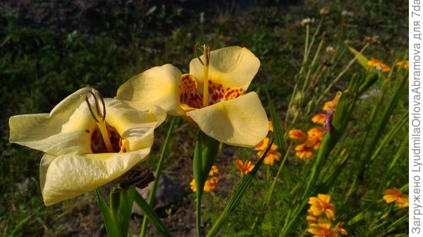 А ещё тигридии! Они просто удивительные!