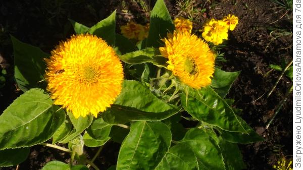 Вот он, мой красавчик!