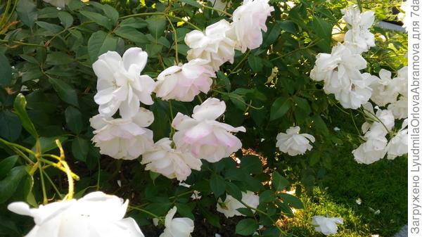 И много прекрасных роз.