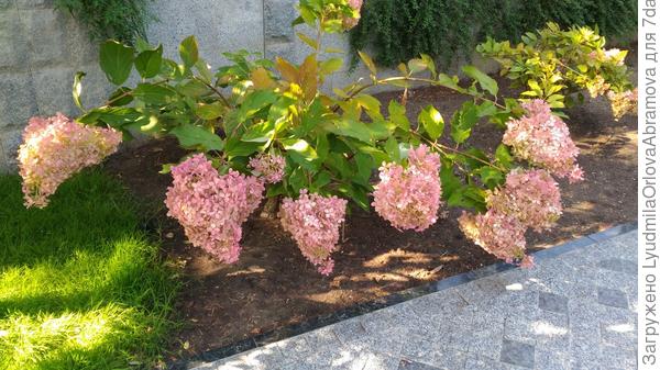 А еще здесь цветет великолепная гортензия!