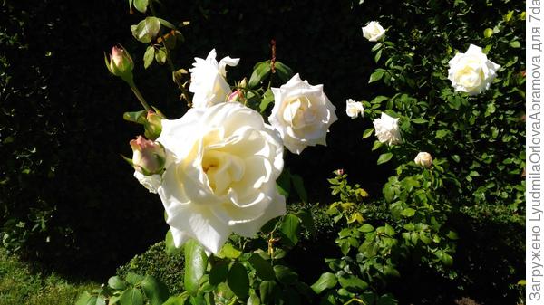 Крымские розы для вас!!!