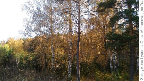 Это лес вокруг сада.