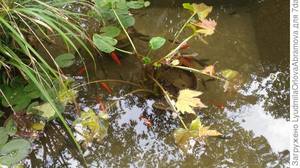 И золотые рыбки - для исполнения желаний!!!