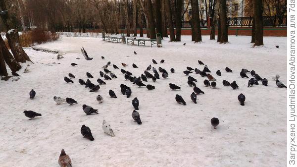 Местное население