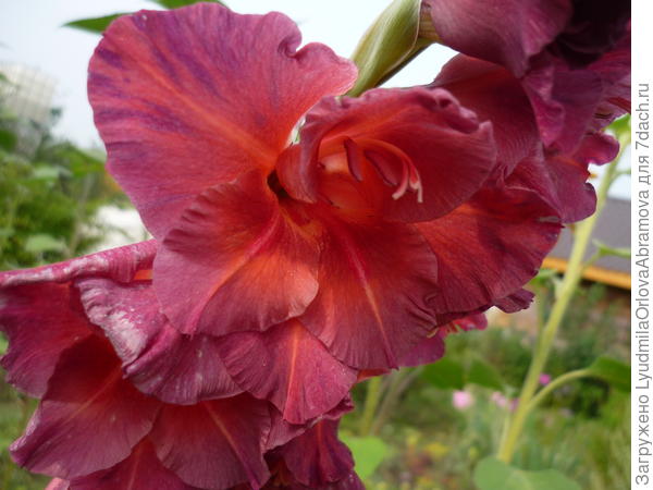 Немного моих гладиолусов