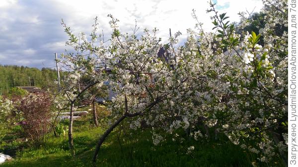 Дачи Екатеринбурга встречают праздник хоть и запоздалым, но буйным  цветением, а дачники - ударным трудом в садах и огородах.