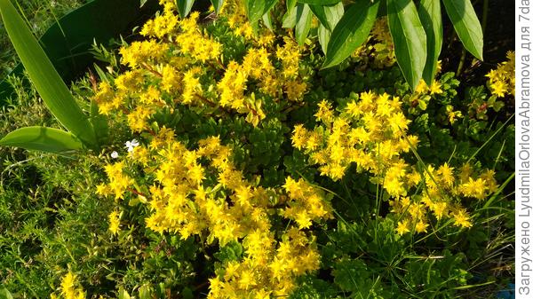 Солнечный очиток - чтобы в душе светило солнышко!