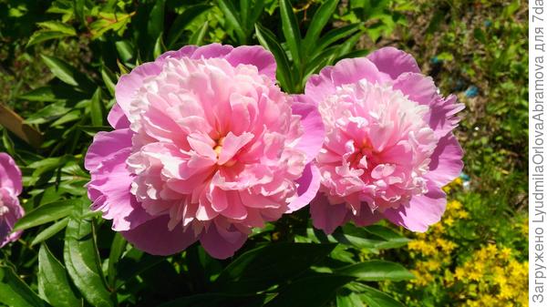 Наши уральские пионы - для прекрасной Татьяны!