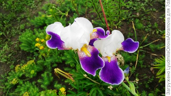 Изящные ирисы - для красивой, доброй, отзывчивой нашей Танюши!