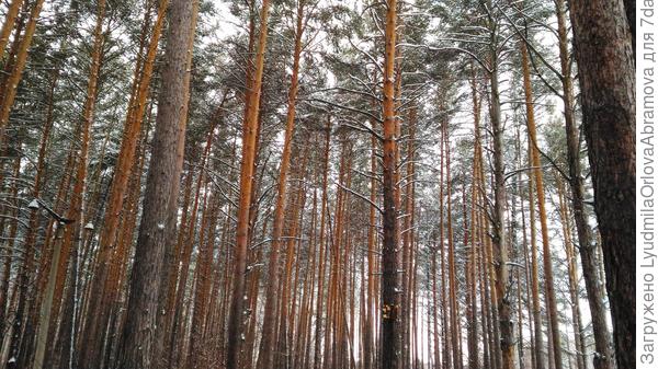 А это в нашем парке. Воздух - пить можно!