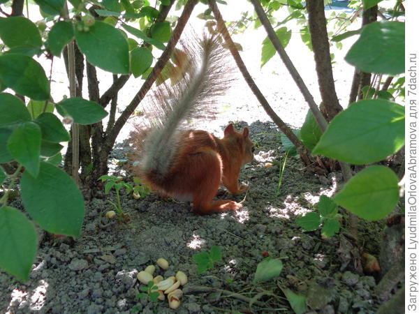 Белочка оказалась большой трусишкой, к руке подходить боялась. А высыпанные на землю орешки утаскивала куда-то в своё укромное местечко.