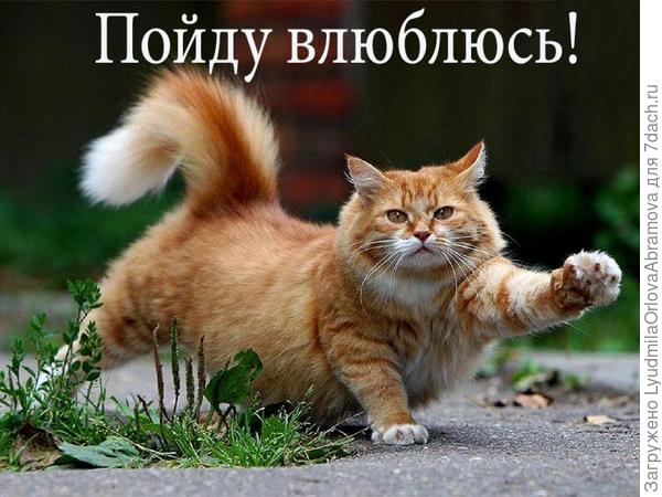 С Днем котов и кошек! Уррааа!!!!
