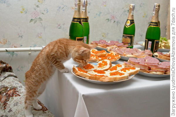 Ребята! Налетай! С Днём Кошек!!!