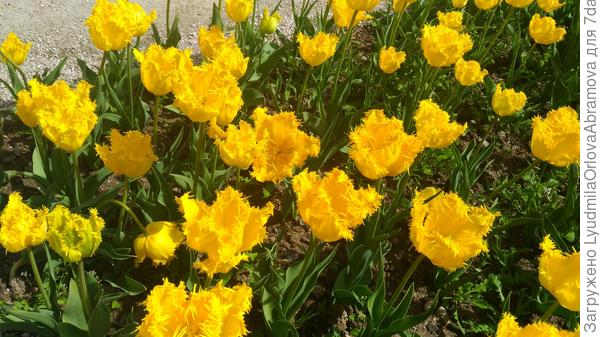 И солнышка! Вот такого, как эти тюльпаны!