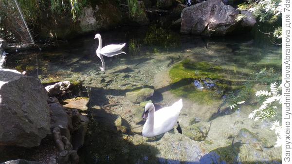 Лебеди. Крым. В парке Воронцовского дворца.