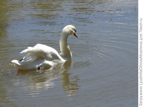 В Ораниенбауме
