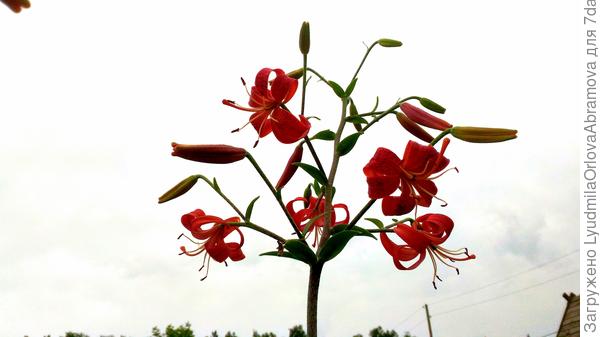 На сегодня это все, остальные ещё не расцвели.