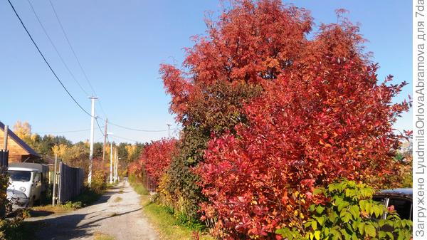На нашей улице в саду.