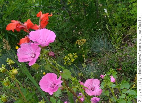 Кики, вот здесь, за лаватерой, два молоденьких кустика овсяницы сизой, выросли из самосева.