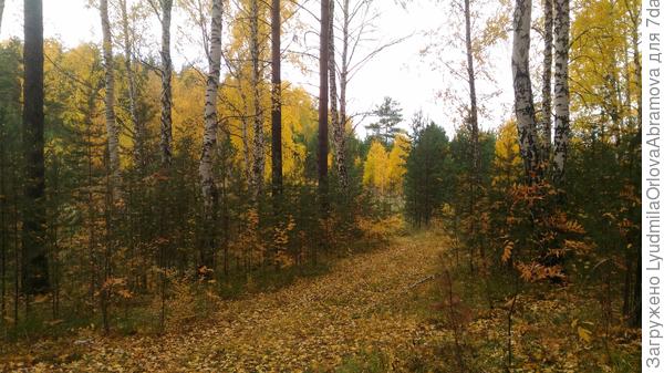 А этот ковер для Вас! Пройтись, пошуршать...