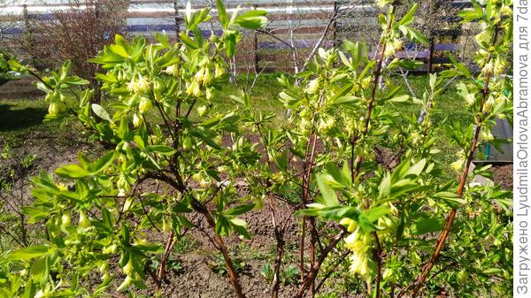 Сосед слева установил такой забор.