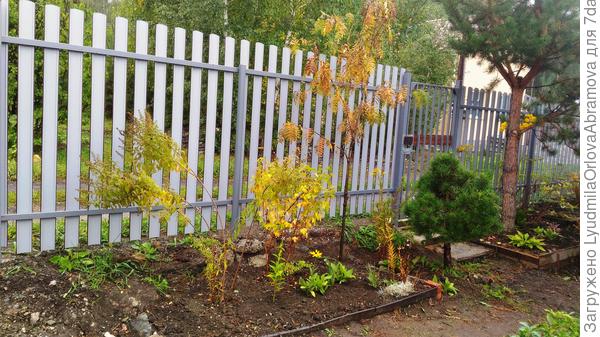 Со стороны участка светло-серый. Ура, мечта сбылась!