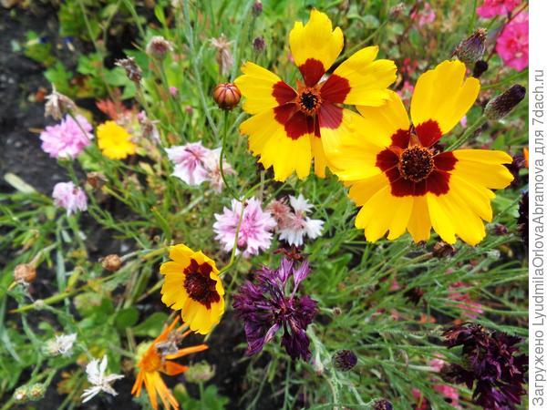 Тоже кореопсис...