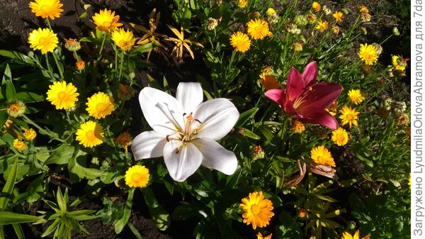 С лилиями...