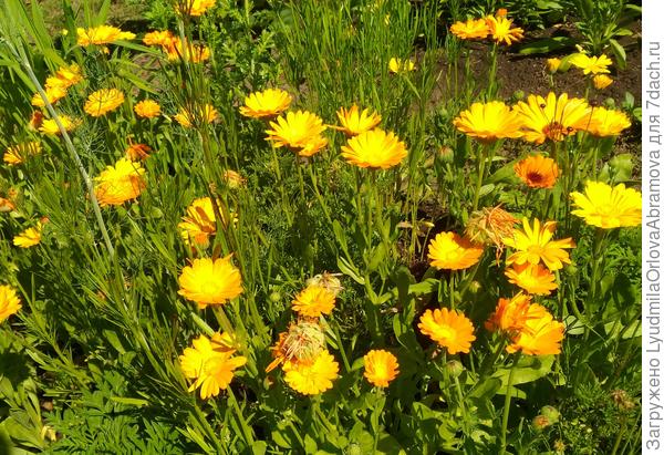 На грядке с зеленью...