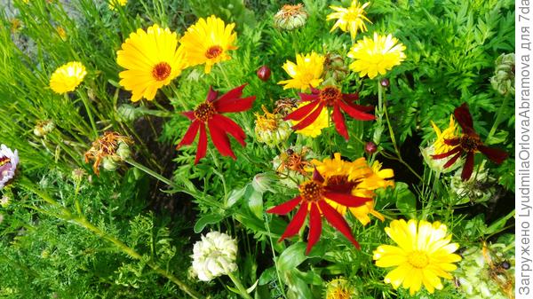 С кореопсисом...