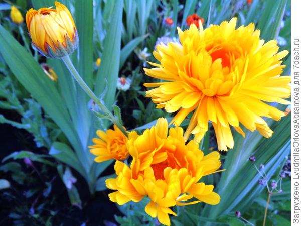 В гладиолусах...