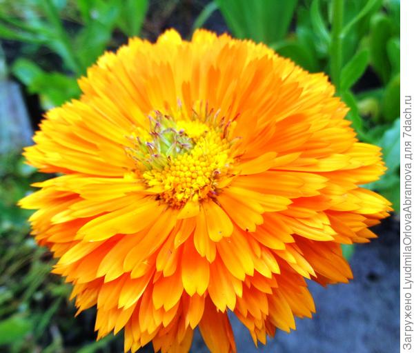 Вспоминая лето...