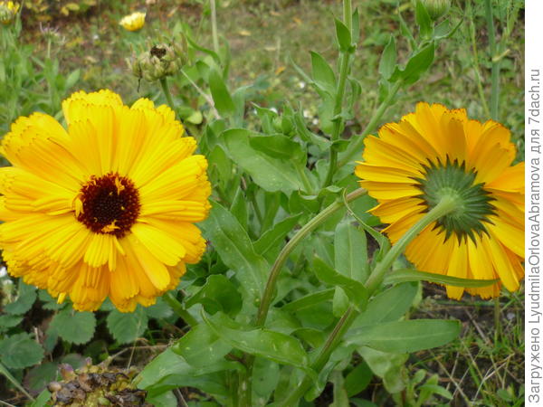 Обиделась...