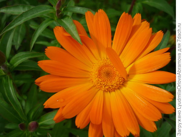 Слезинка на ресничке...