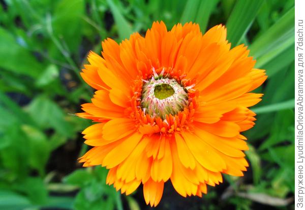 С зеленой серединкой...