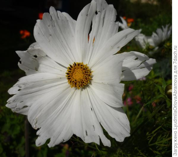 Лепестки дождем побило...