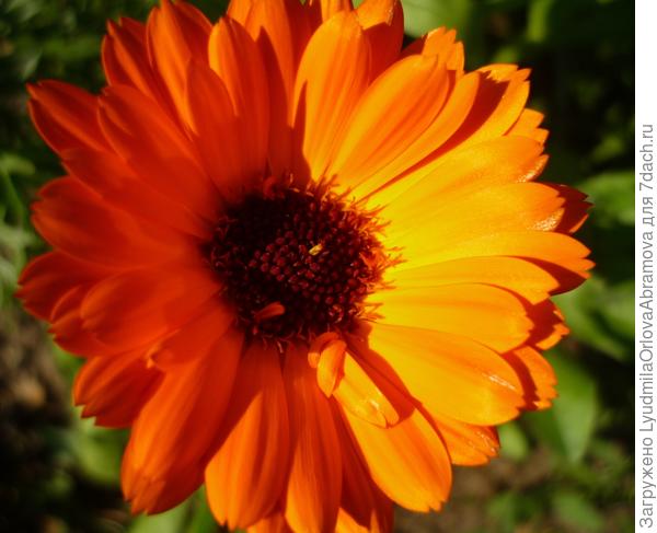 И днем ярче нет...