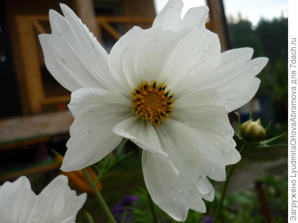 Перед грозой...