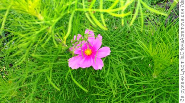 А еще у космеи шикарная и очень декоративная листва...