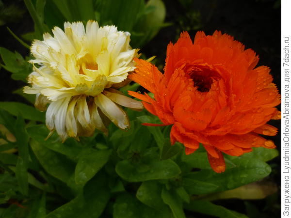 Спасибо тебе, мой ясный, за то, что ты есть на свете...