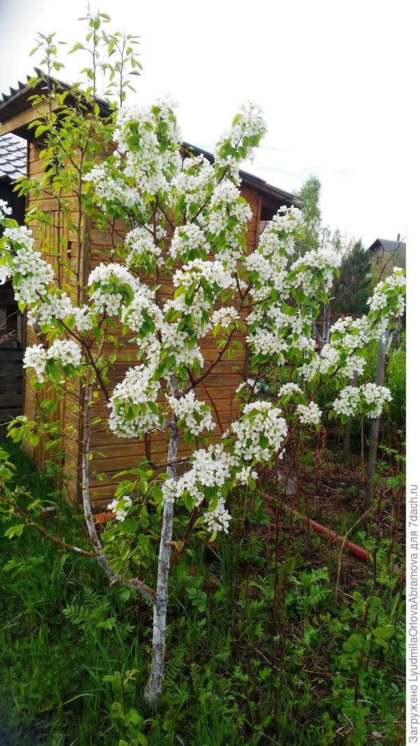 И - о, чудо! Весной она зацвела! Да так буйно, вся стояла в цвету! Радости моей не было предела, наконец-то, дождалась!