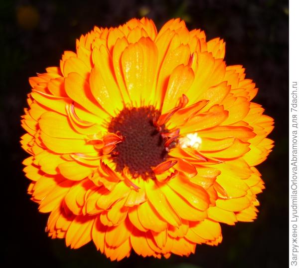 И ночью как солнце...