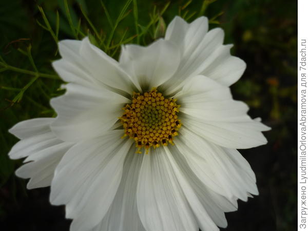 Нахмурилась, насупилась...