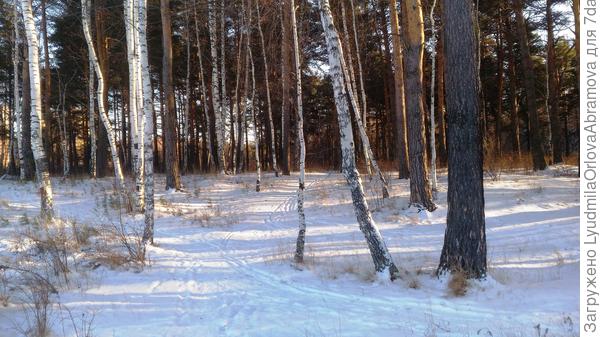 Днём -15, и впервые за последние недели наверное две - чистое небо и яркое солнышко.