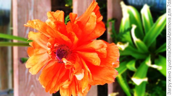 Здоровья! Счастья! Исполнения желаний!