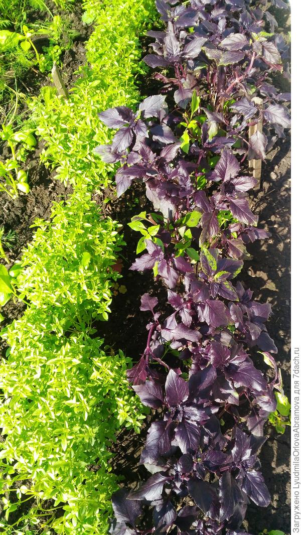 Вот такой базилик вырос в этом году.