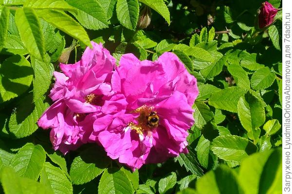 Марина, поздравляю с днем рождения! Здоровья, счастья, "сбычи мечт"!