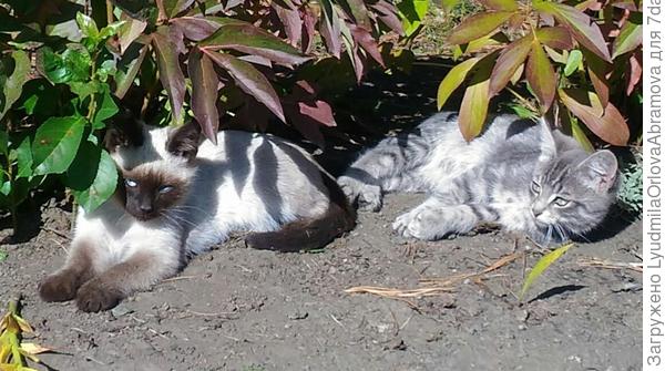 Греемся на солнышке.