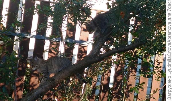 Верхолазы...